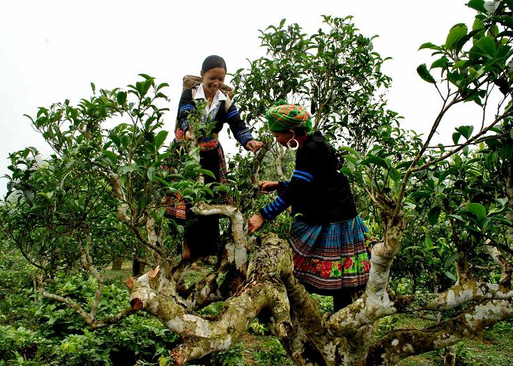 khu sinh thái Suối Giàng